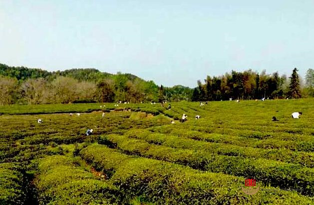 修譜續(xù)譜修家譜國際